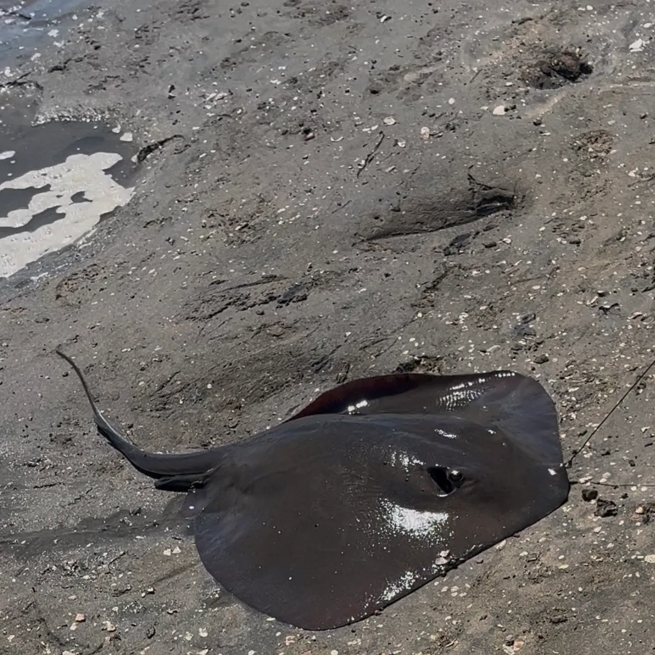 The most recent Diamond stingray catches on Fishbrain