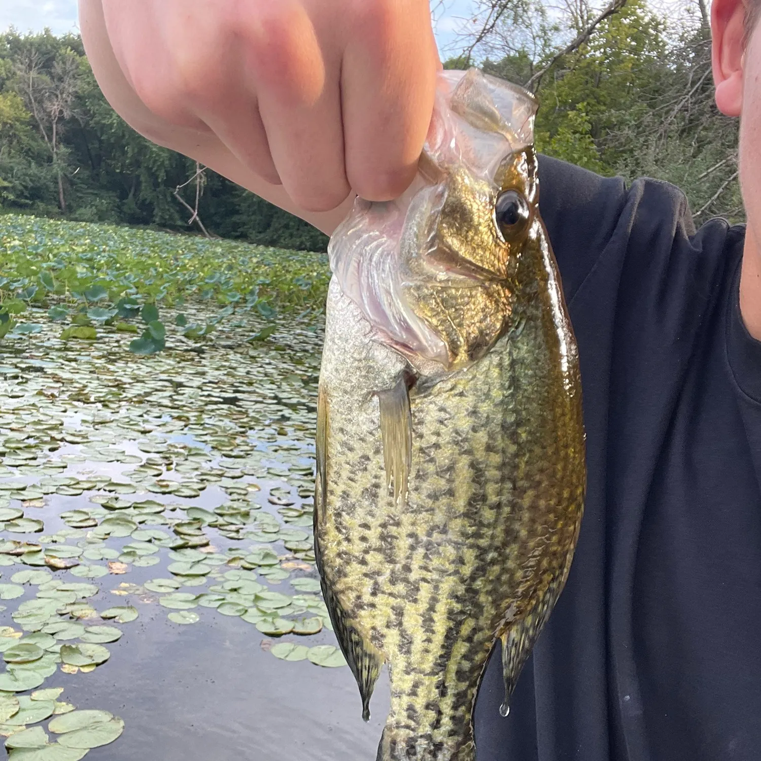 Black crappie caught on Fishbrain