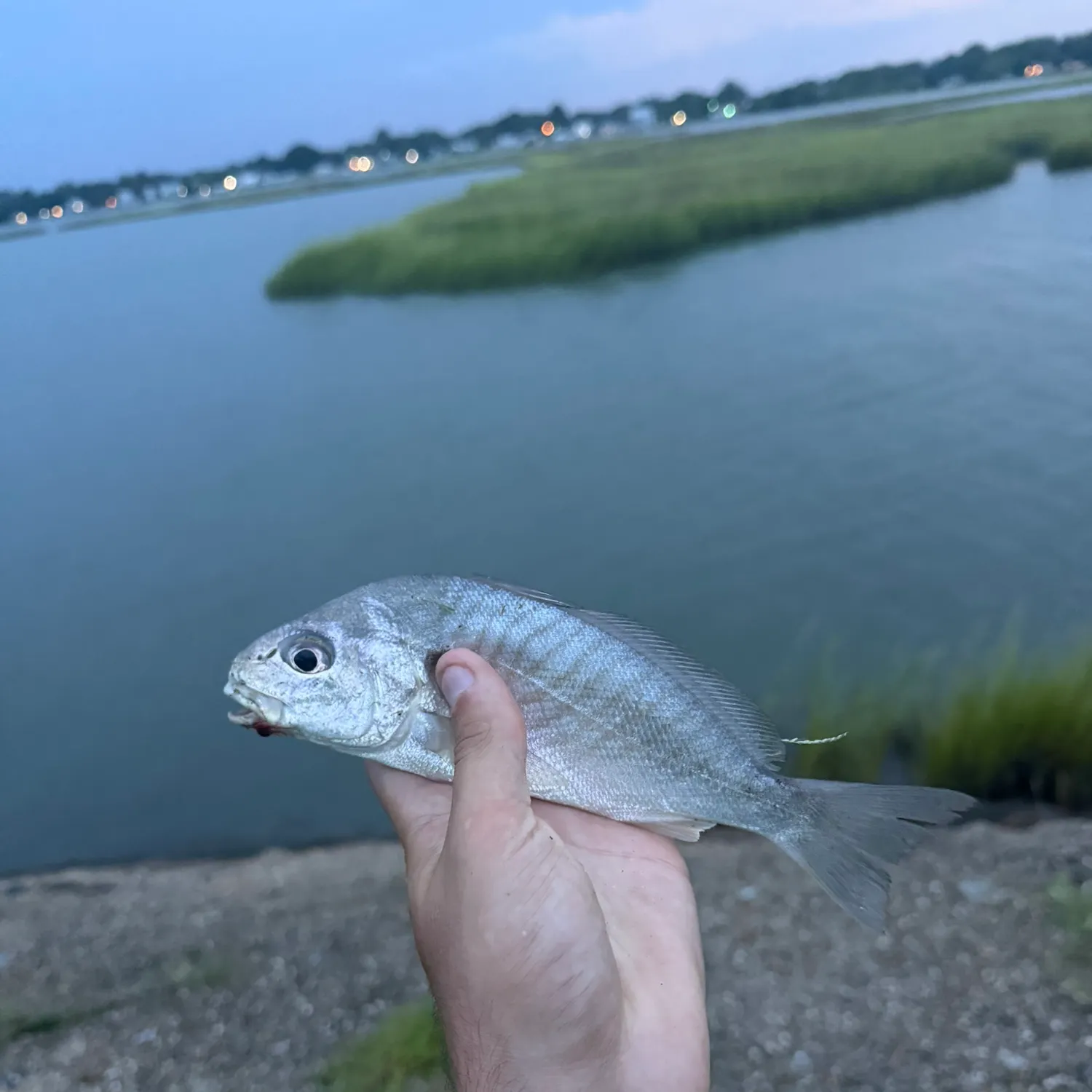 Spot croaker caught on Fishbrain