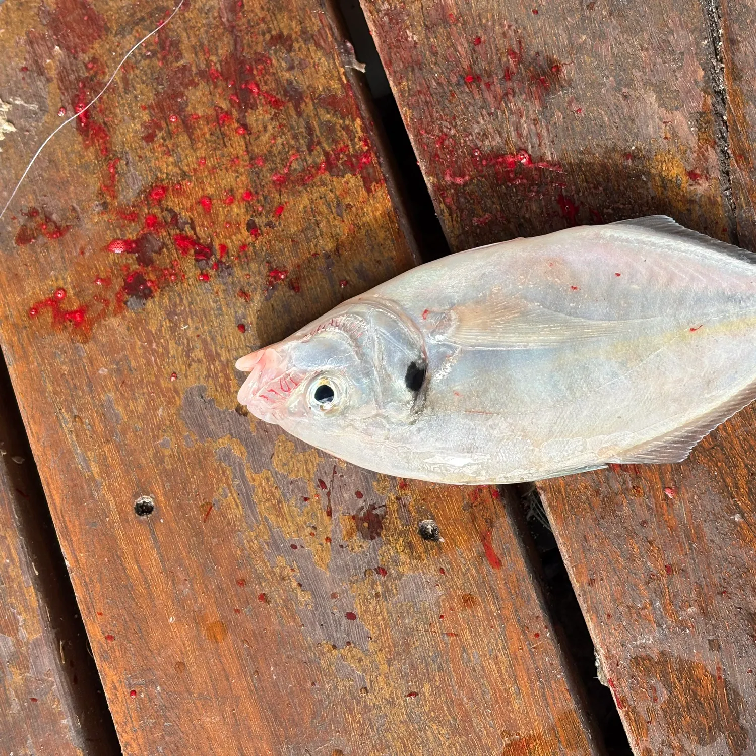 The most recent Silver trevally catches on Fishbrain