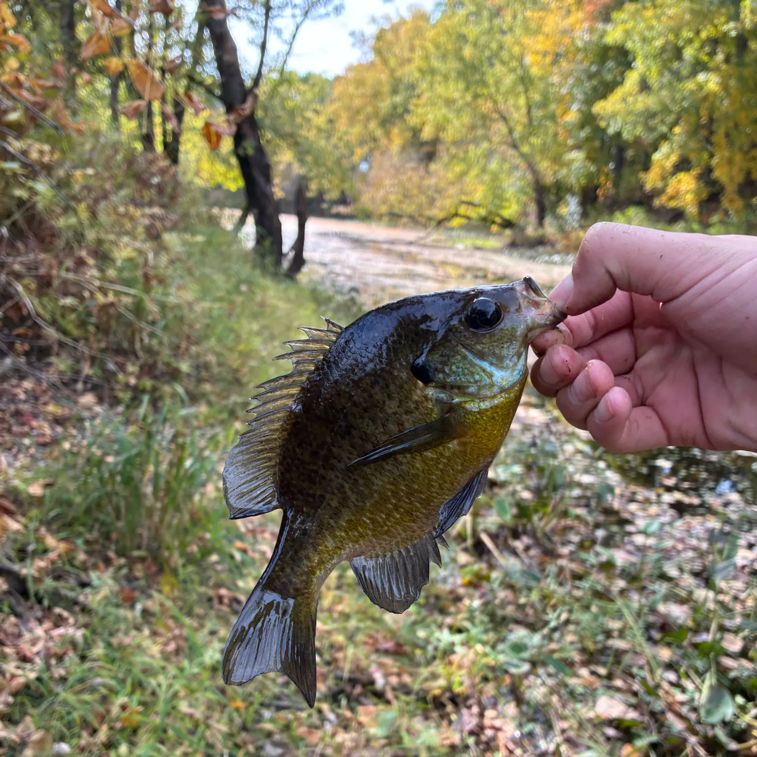 Bluegill caught on Fishbrain