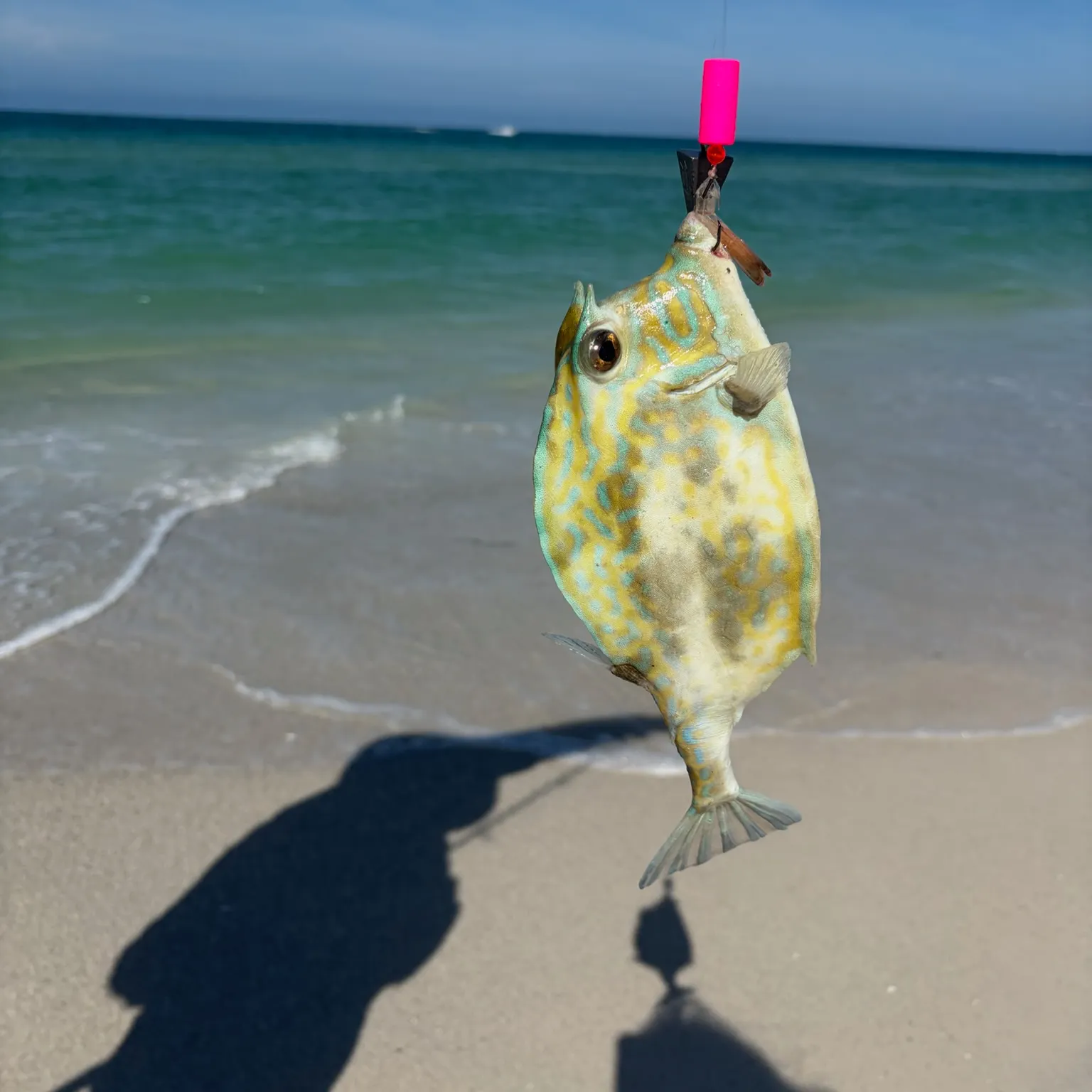 The most recent Scrawled cowfish catches on Fishbrain