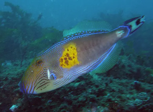 Six-spined leatherjacket