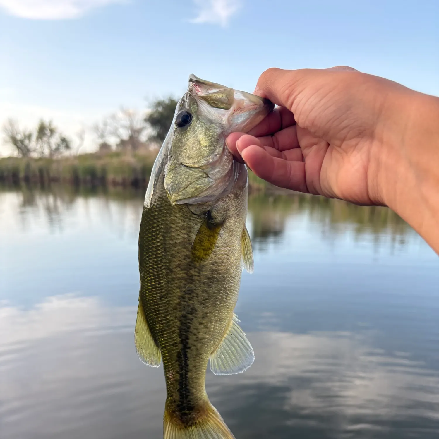 Largemouth bass caught on Fishbrain
