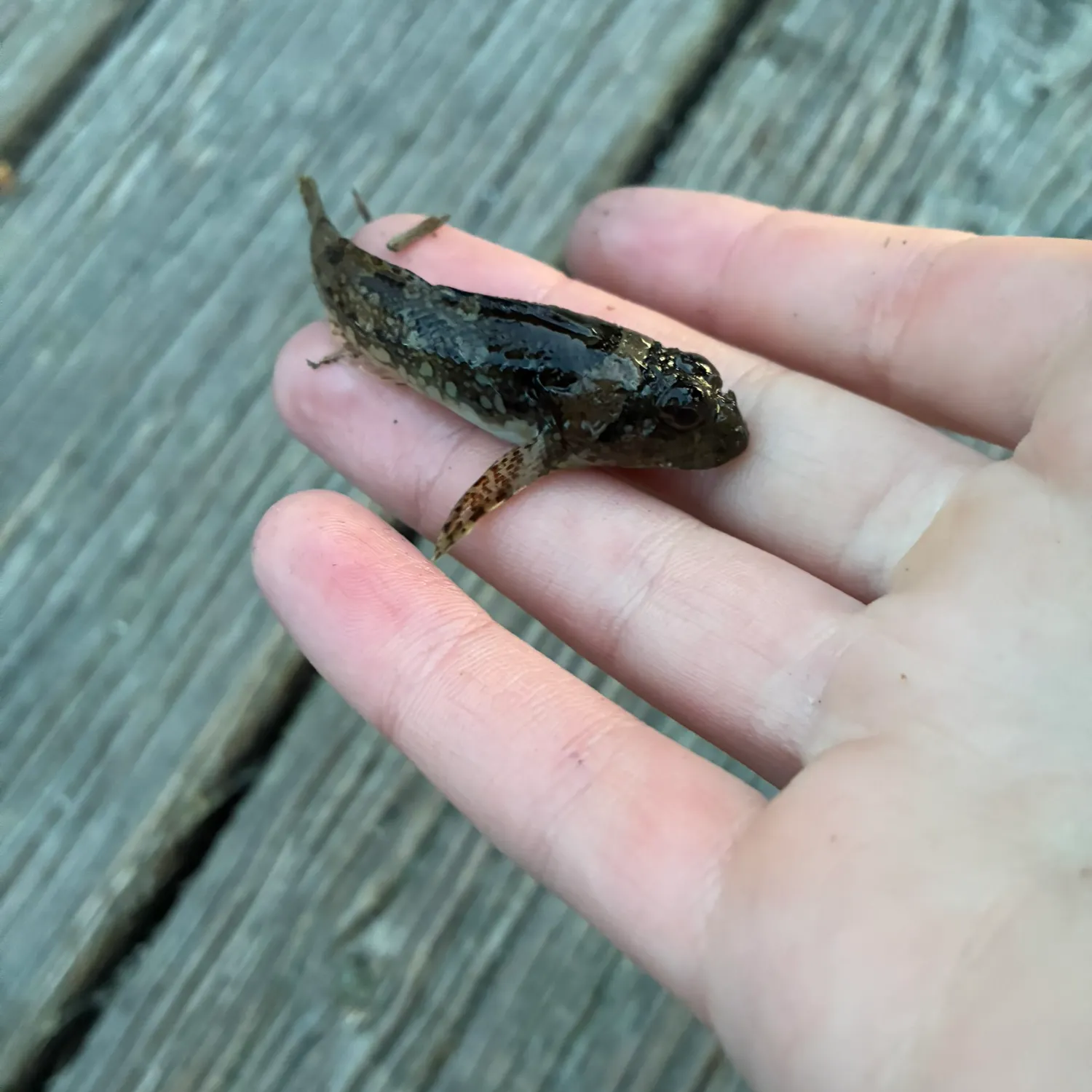 The most recent Tidepool sculpin catches on Fishbrain