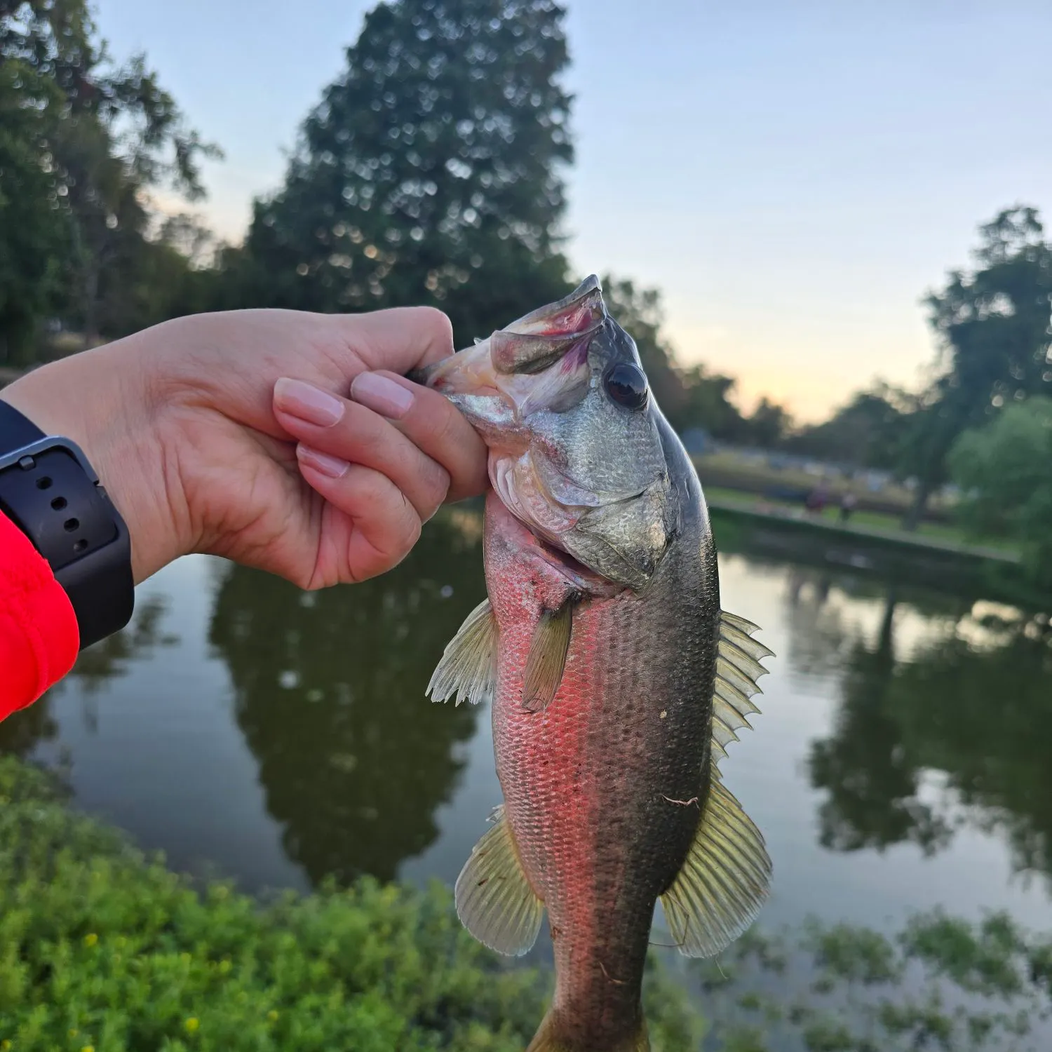 catch