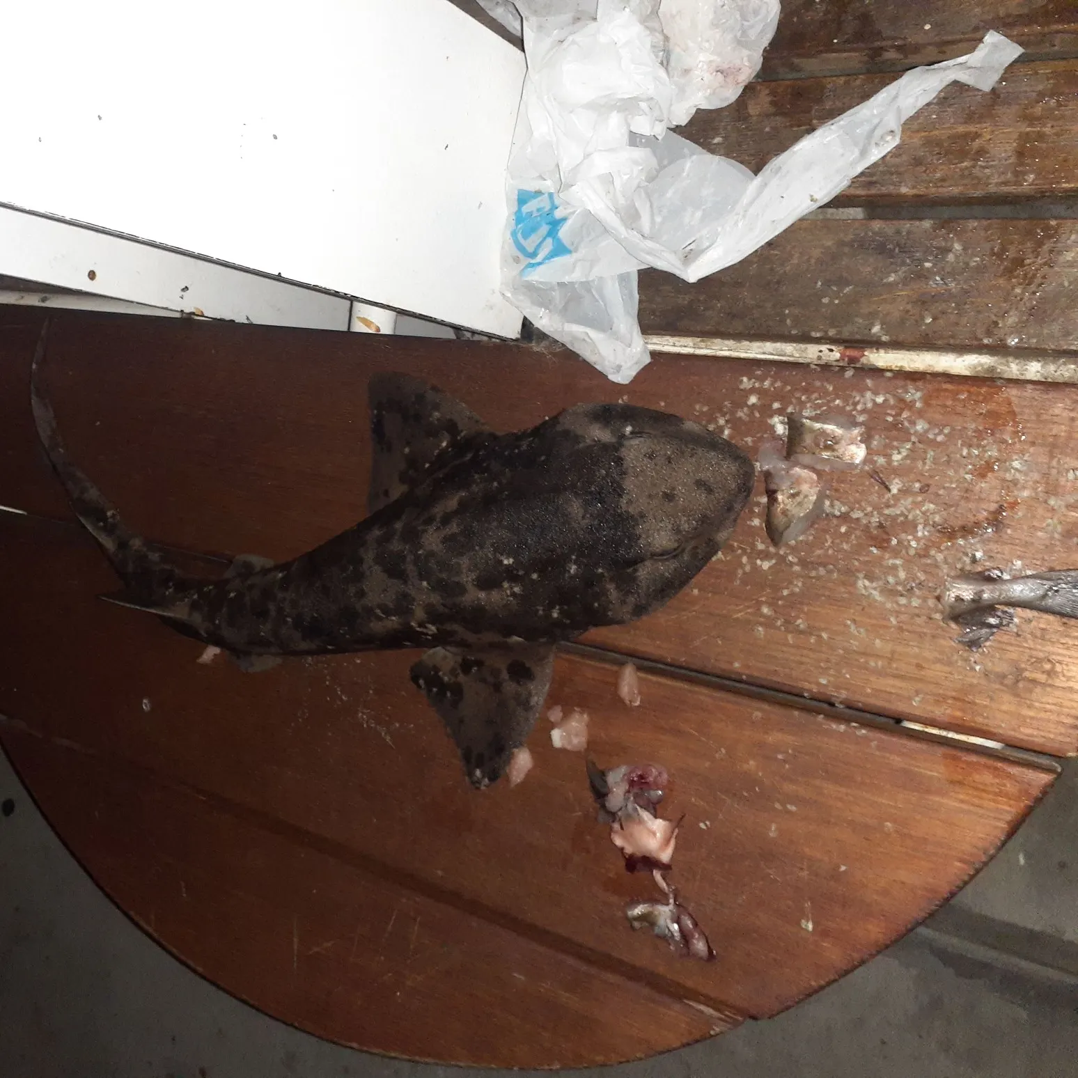Swellshark caught on Fishbrain