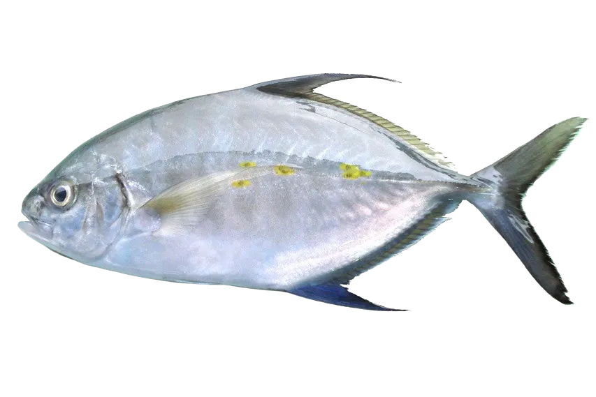 Island trevally
