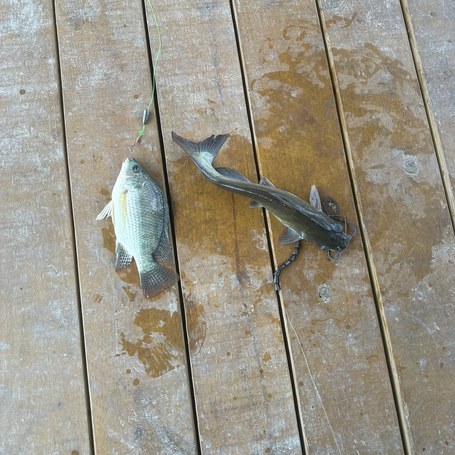 recently logged catches