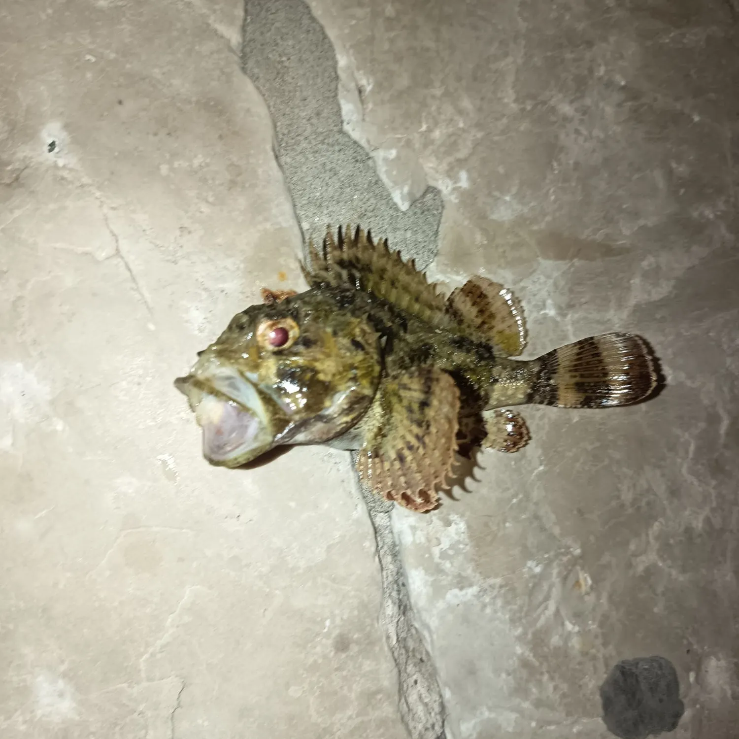 The most recent Black scorpionfish catches on Fishbrain