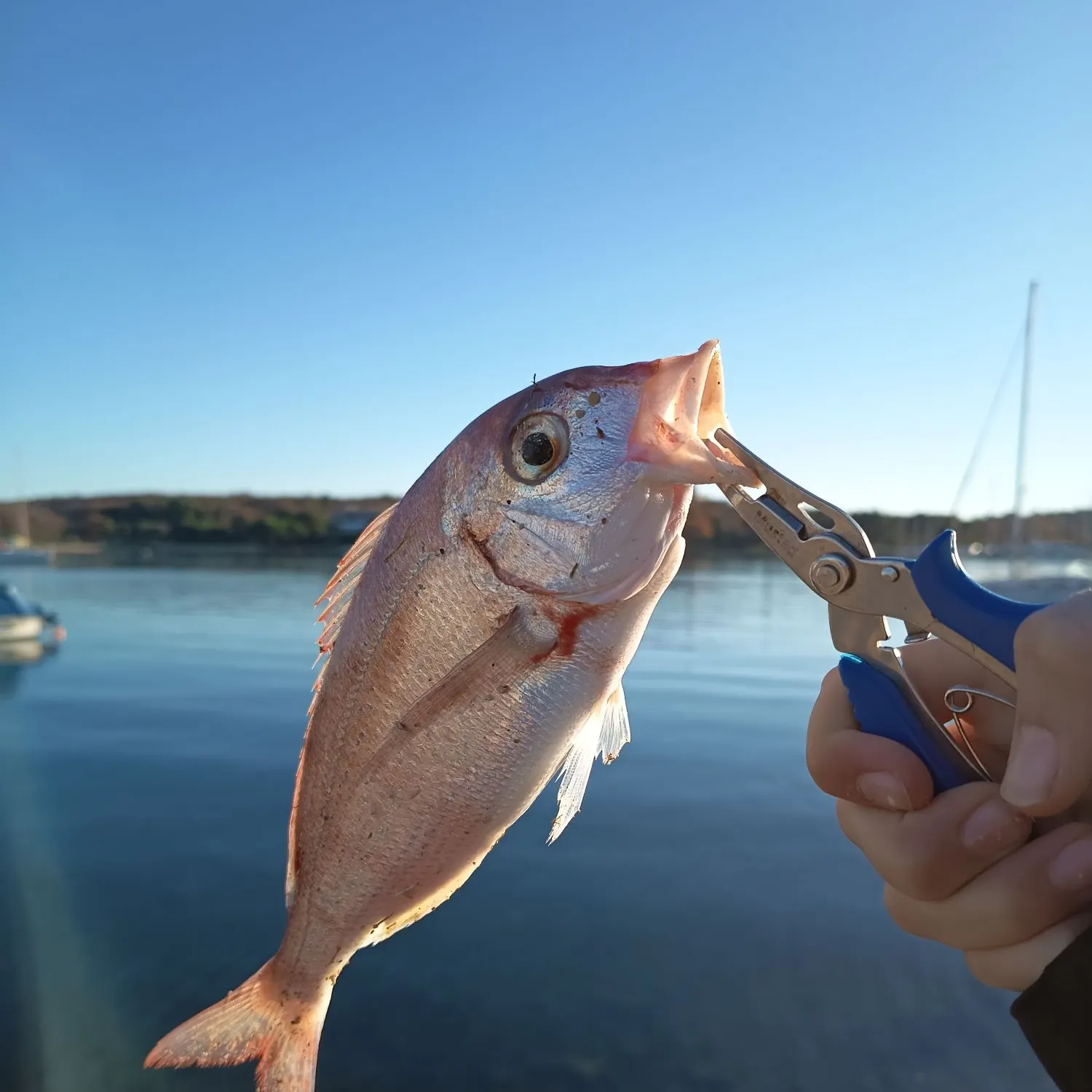 The most recent Common pandora catches on Fishbrain