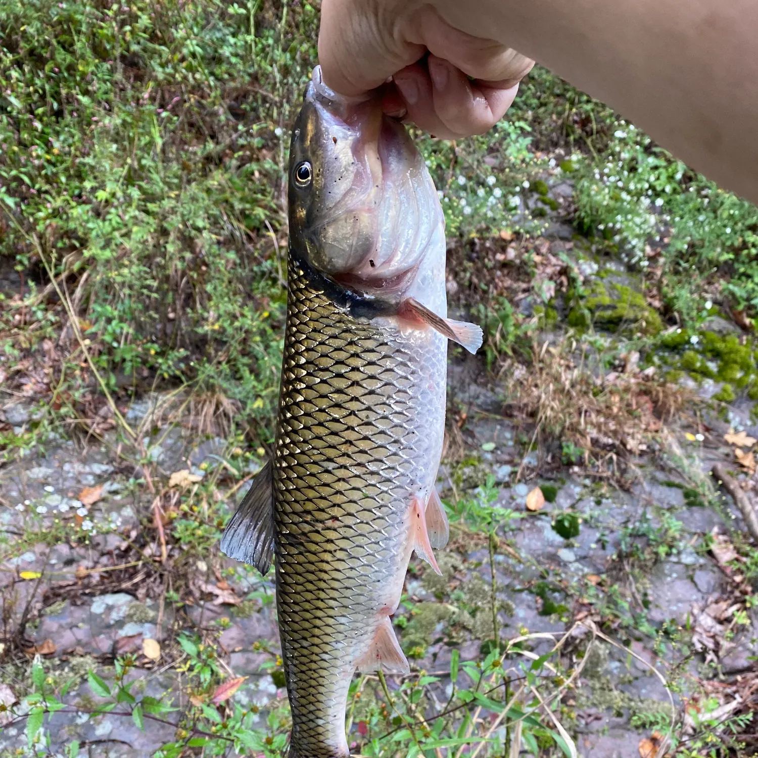 Fallfish caught on Fishbrain