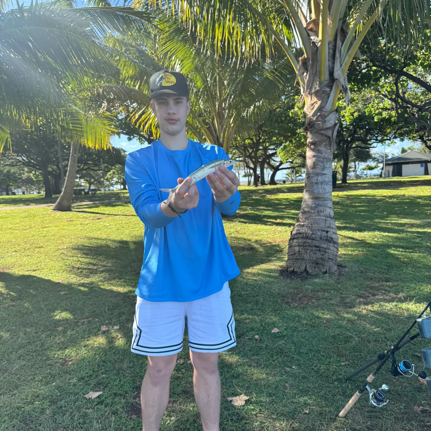 The most recent Ballyhoo halfbeak catches on Fishbrain
