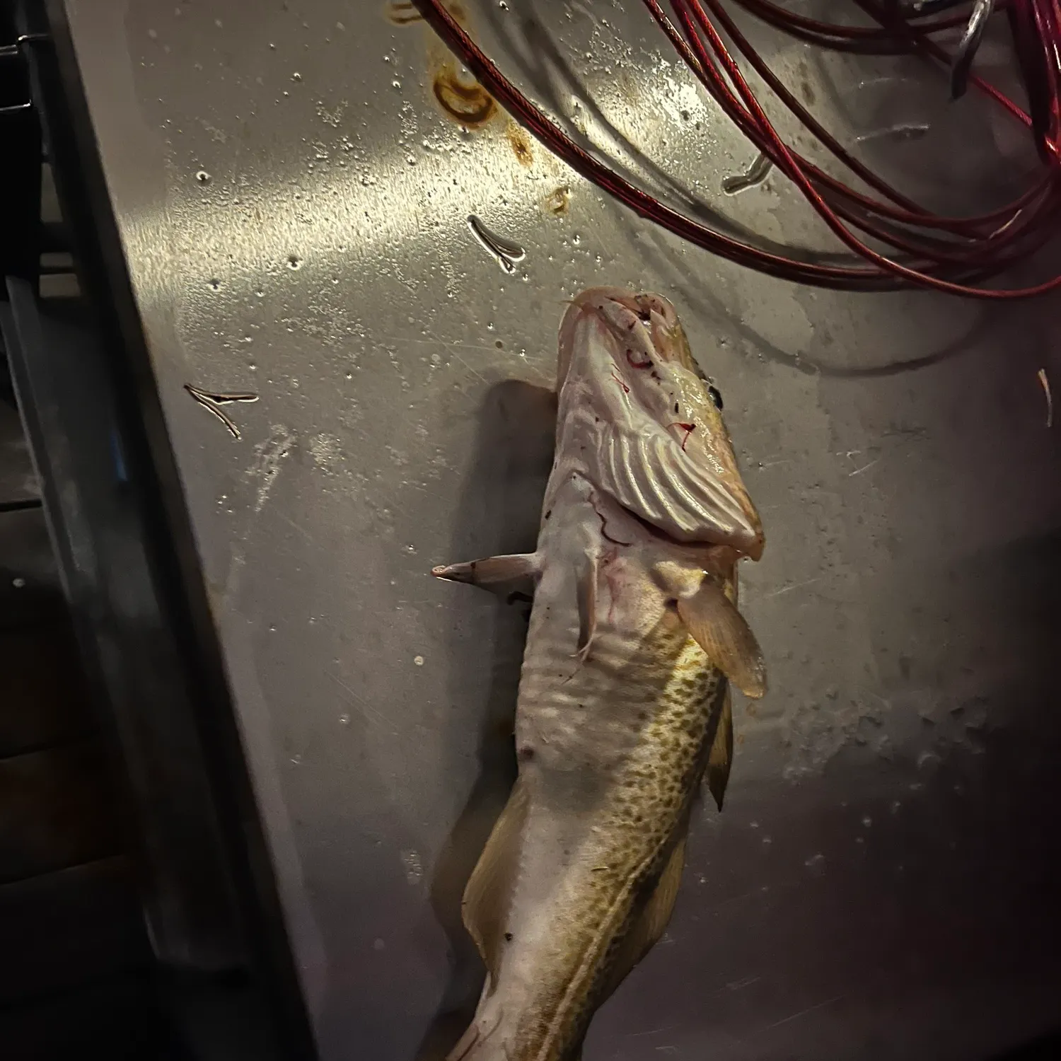 Atlantic cod caught on Fishbrain