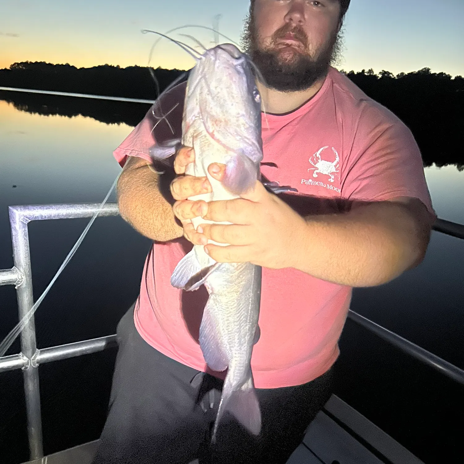 Channel catfish caught on Fishbrain
