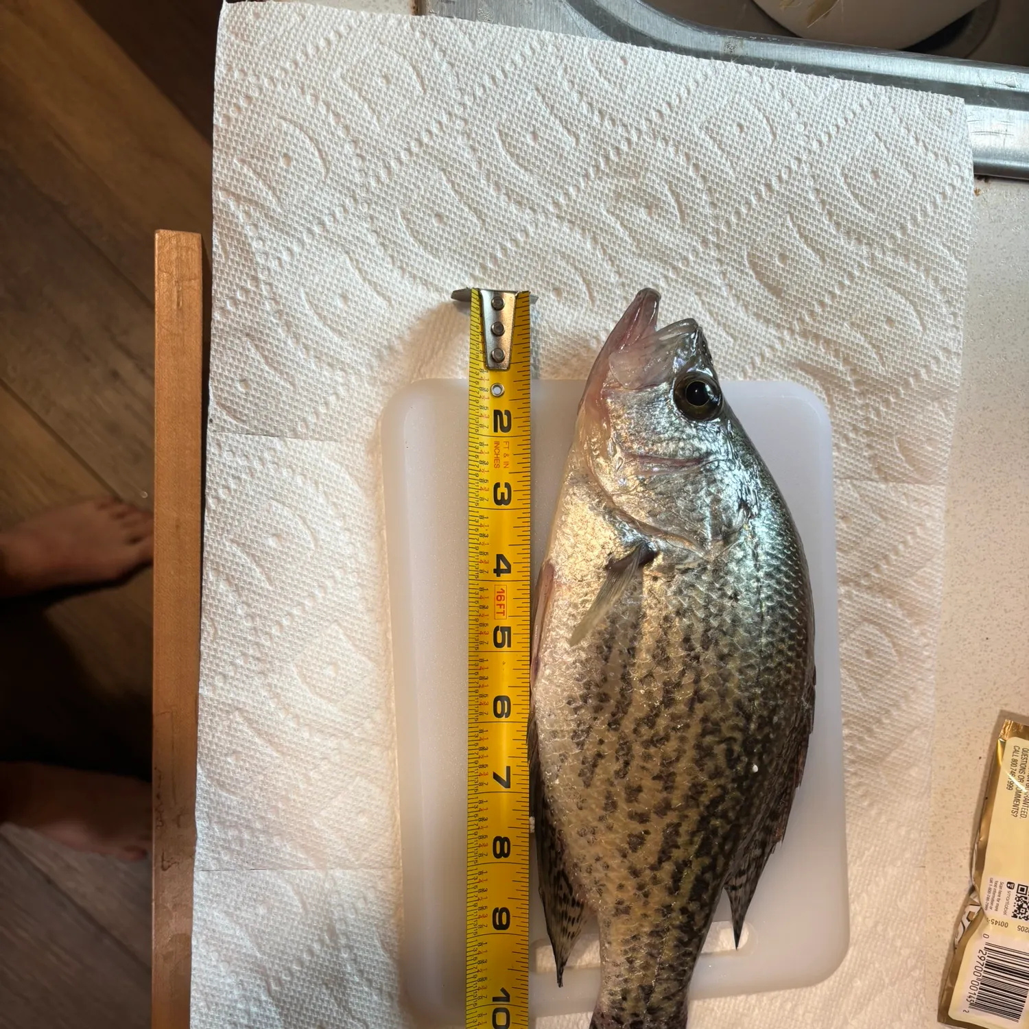 recently logged catches