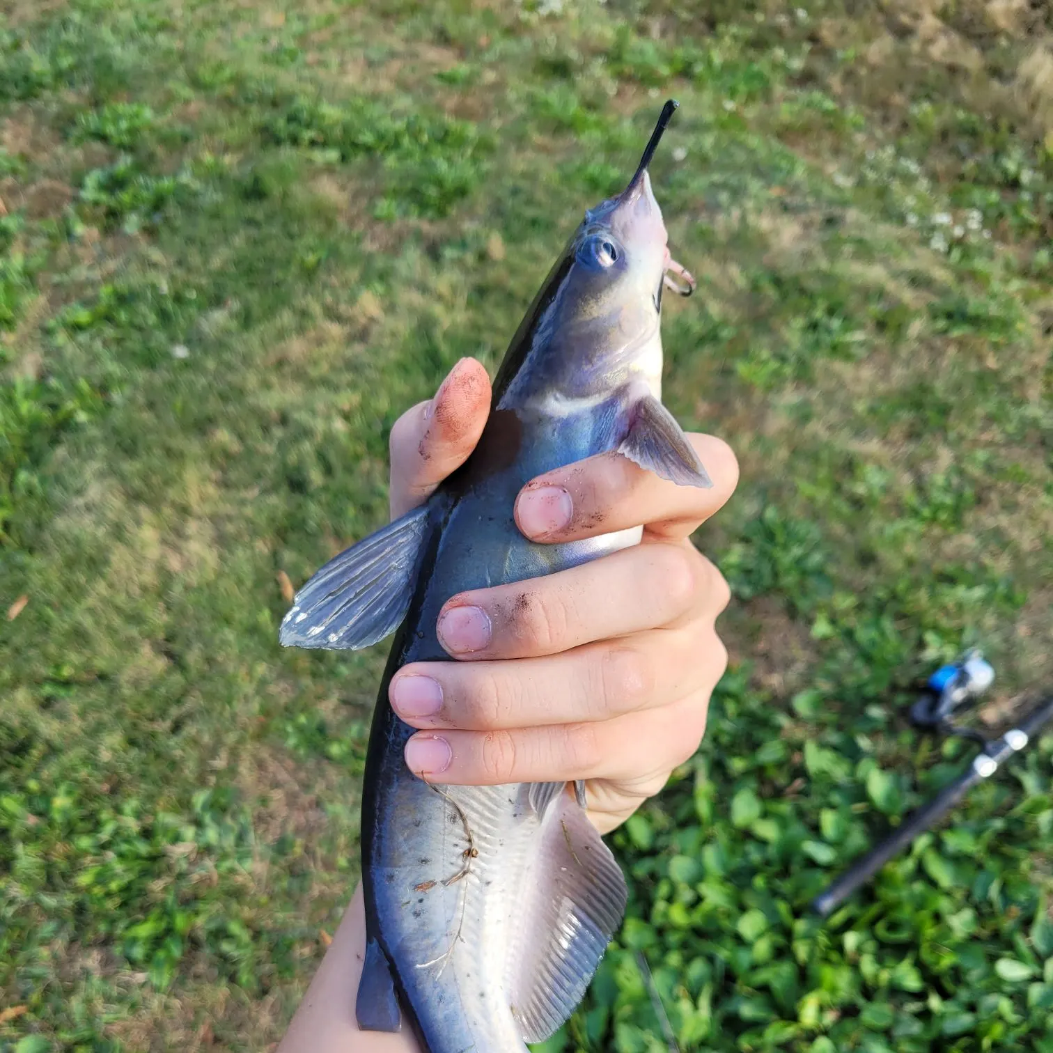 Channel catfish caught on Fishbrain