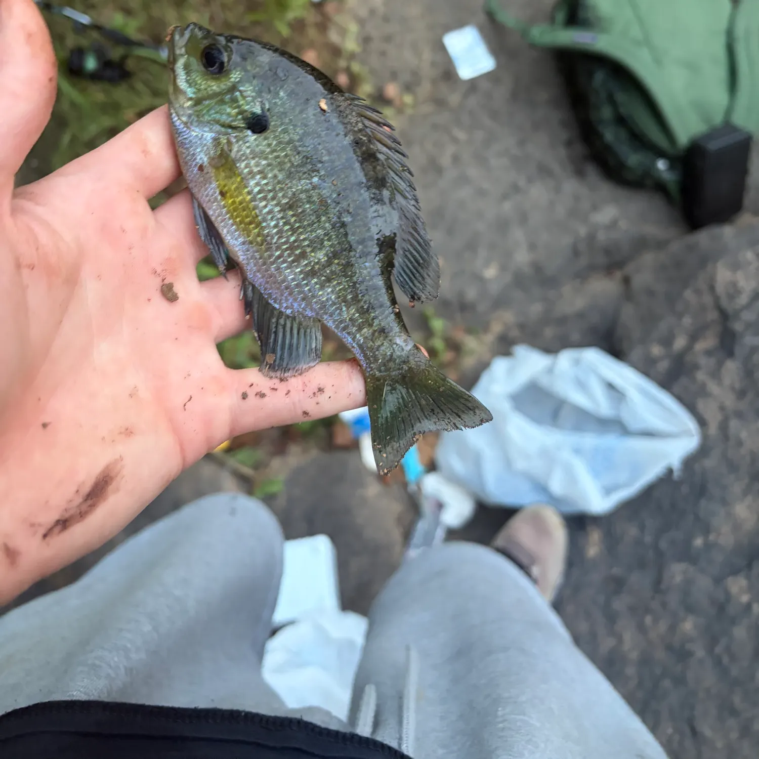 Bluegill caught on Fishbrain