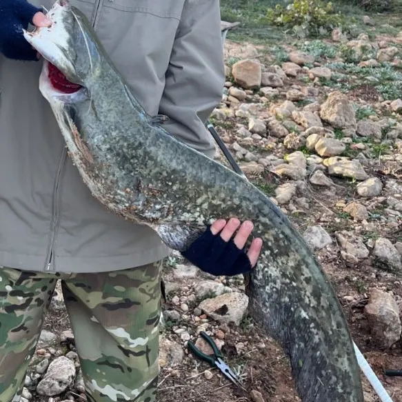 Wels catfish caught on Fishbrain