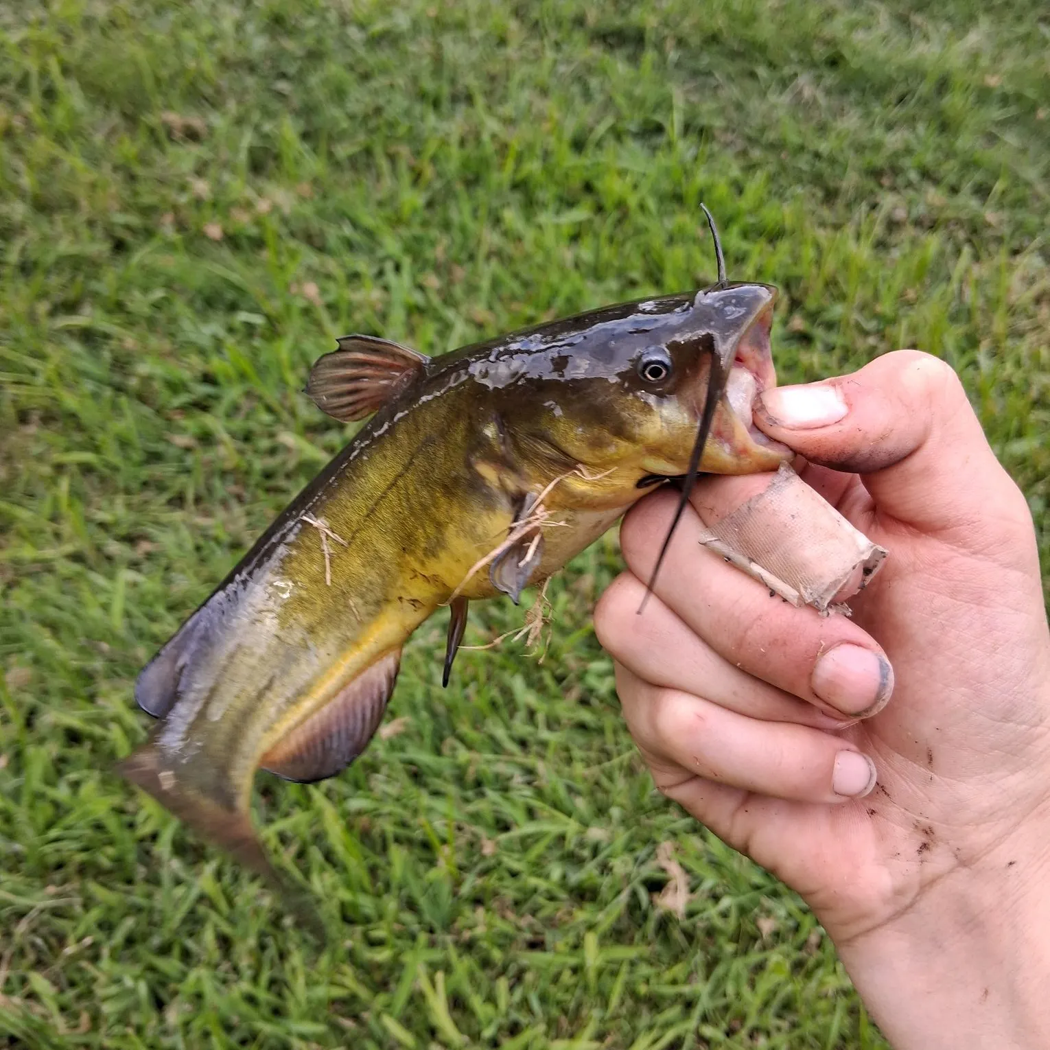 Black bullhead caught on Fishbrain