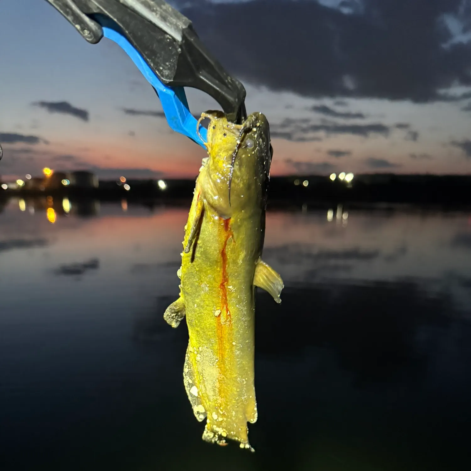 Yellow bullhead caught on Fishbrain