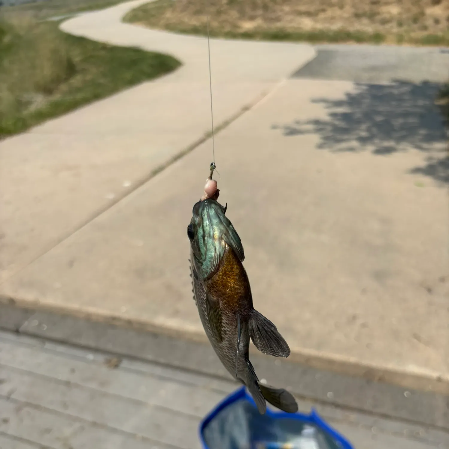catch