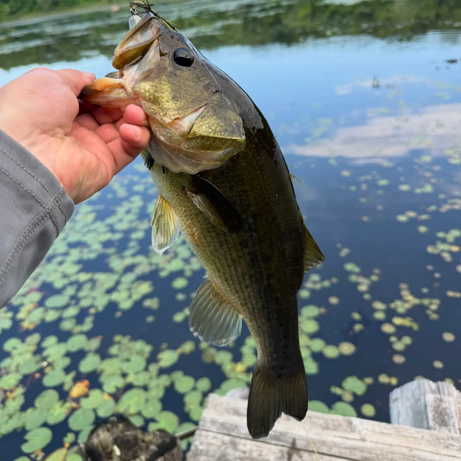 The most recent Largemouth bass catches on Fishbrain