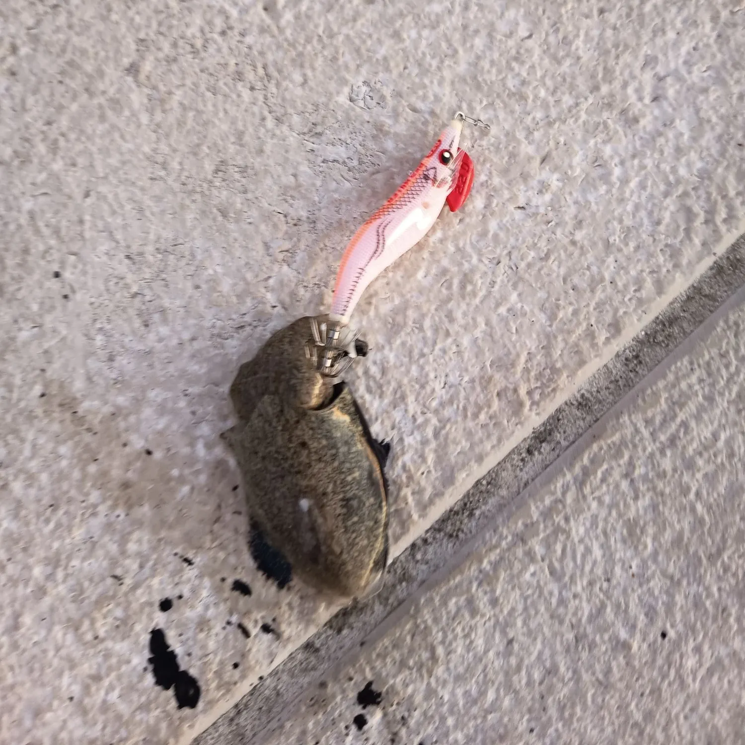 Common cuttlefish caught on Fishbrain