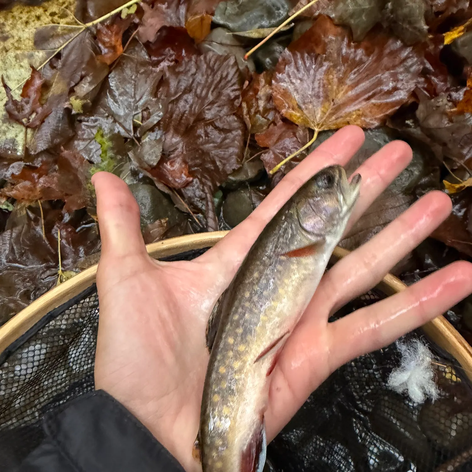 Brook trout caught on Fishbrain