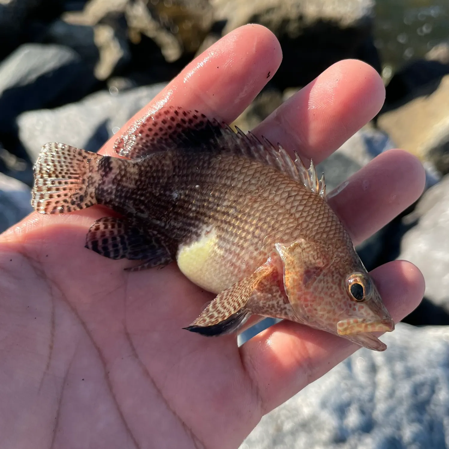 Belted sandfish caught on Fishbrain