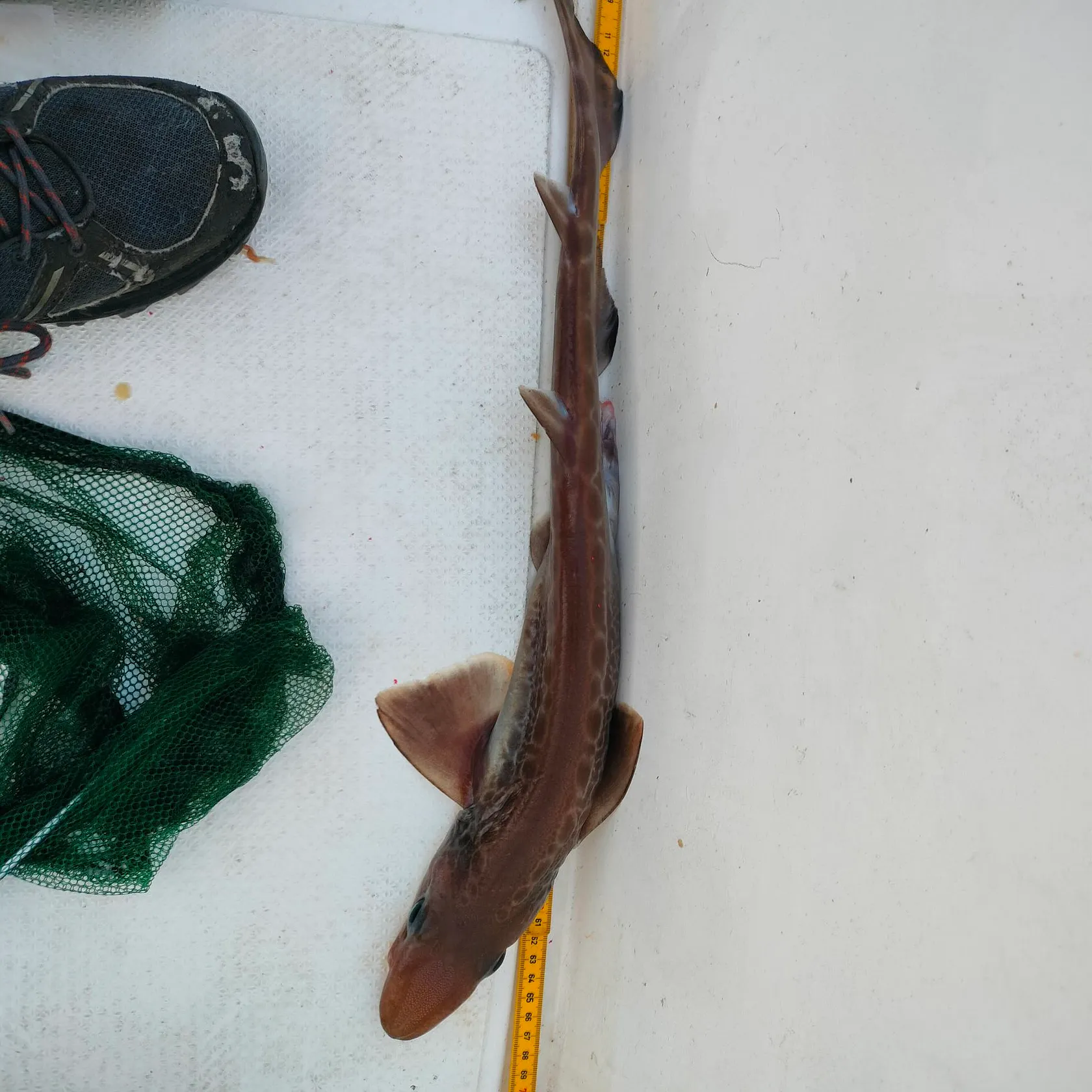 The most recent Blackmouth catshark catches on Fishbrain