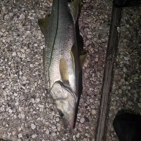 The most recent Common snook catches on Fishbrain
