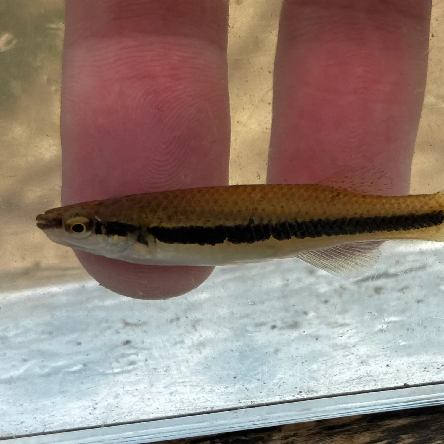 The most recent Blackstripe topminnow catches on Fishbrain