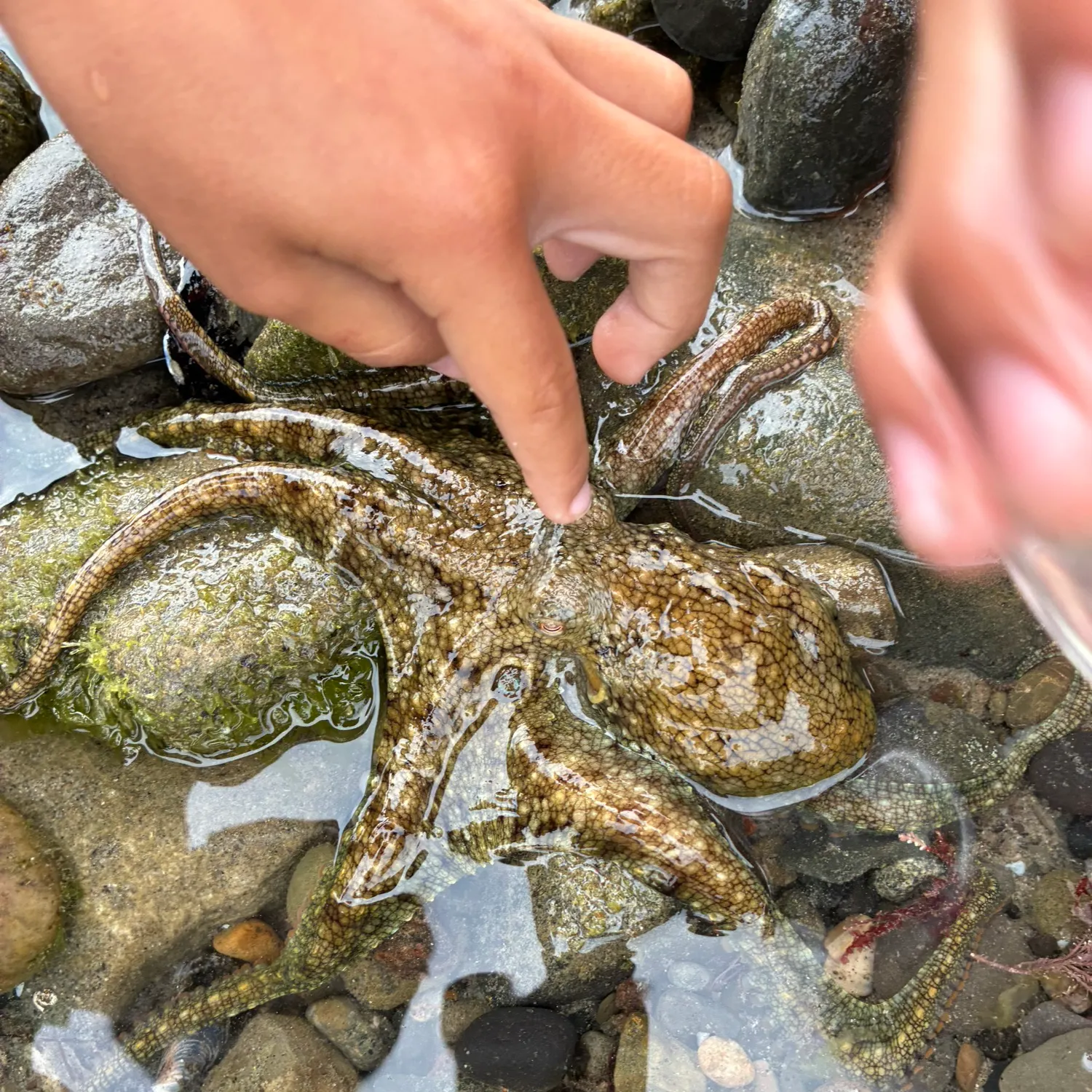 The most recent California two-spot octopus catches on Fishbrain