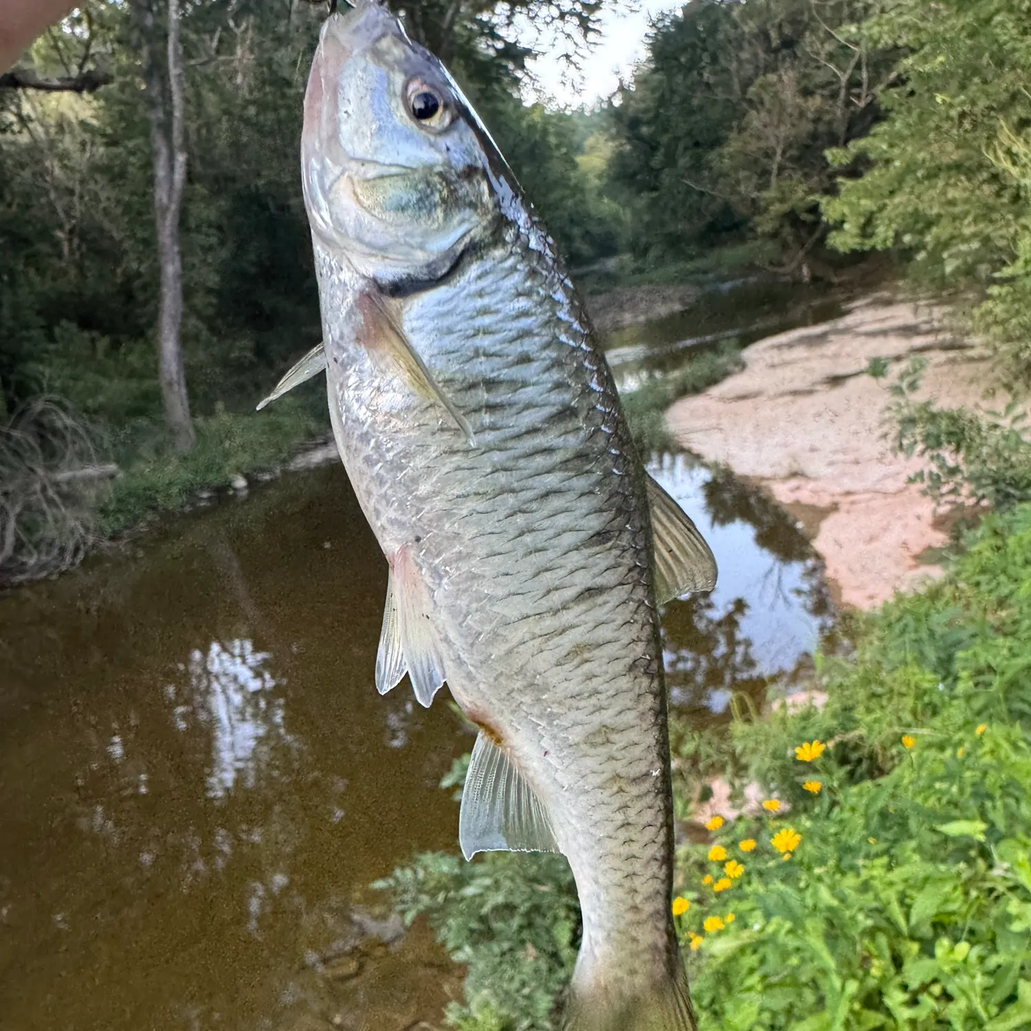 Striped shiner caught on Fishbrain