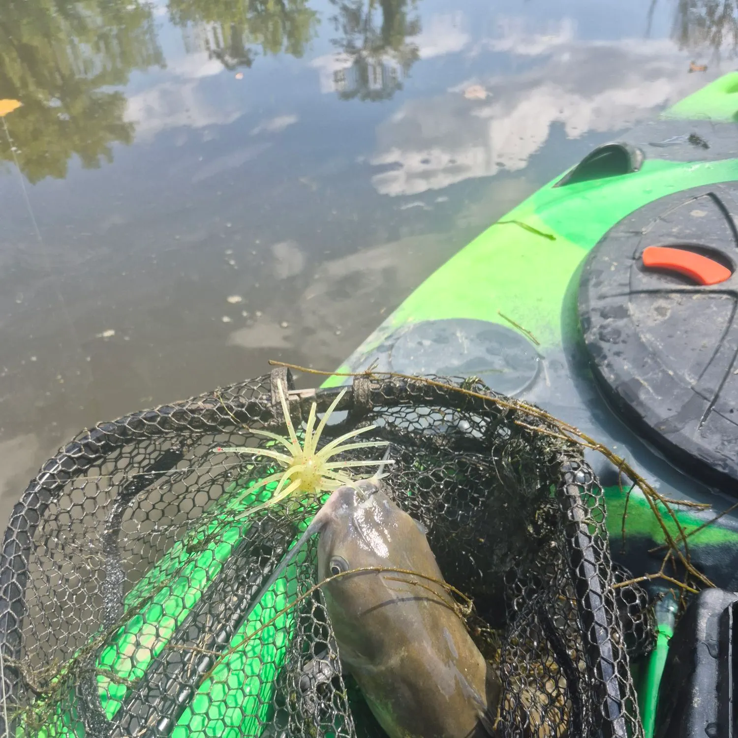 Channel catfish caught on Fishbrain