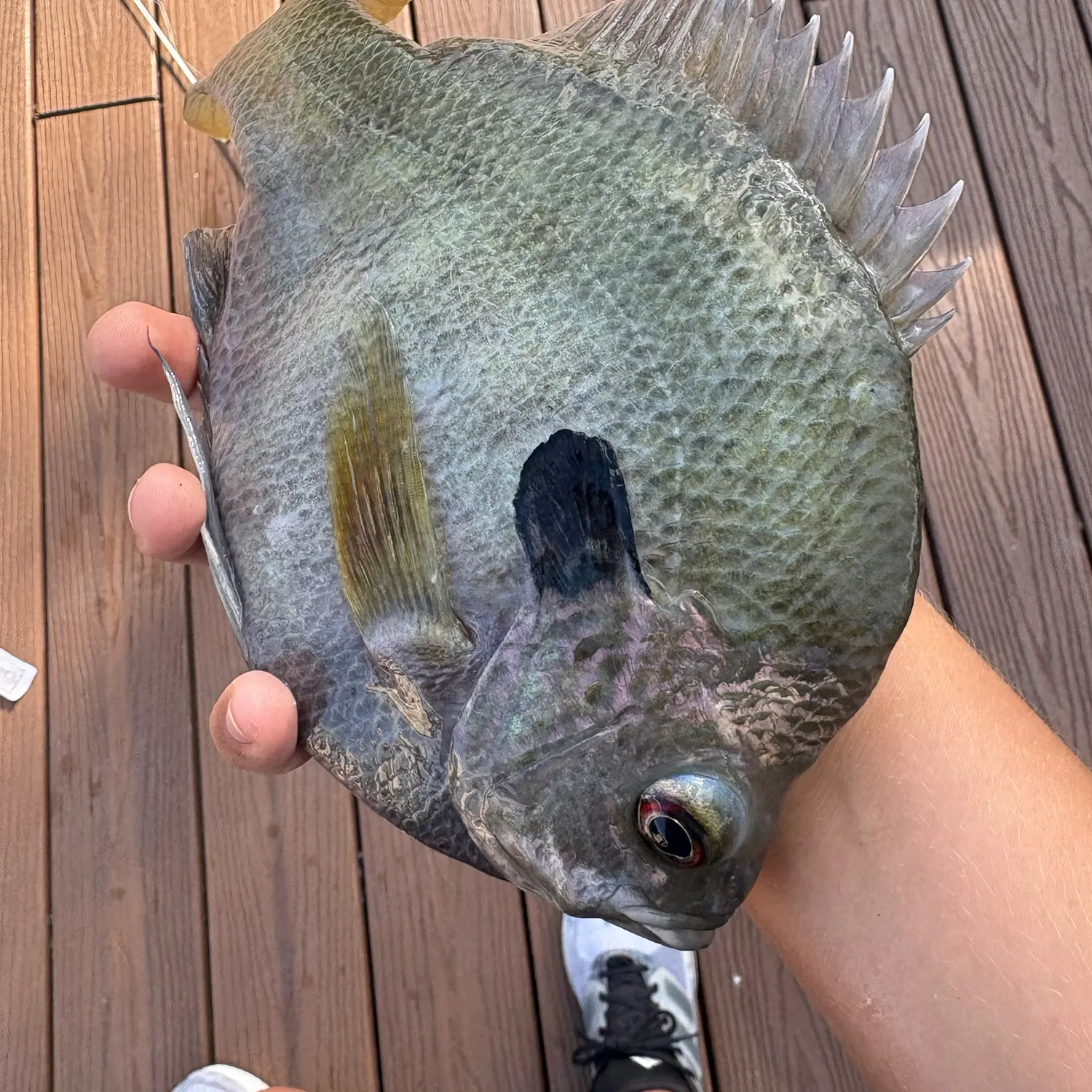 Coppernose bluegill caught on Fishbrain