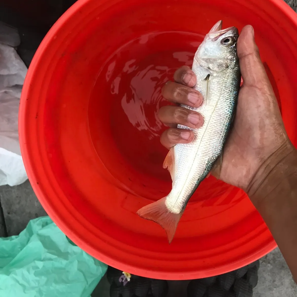 The most recent Queenfish catches on Fishbrain