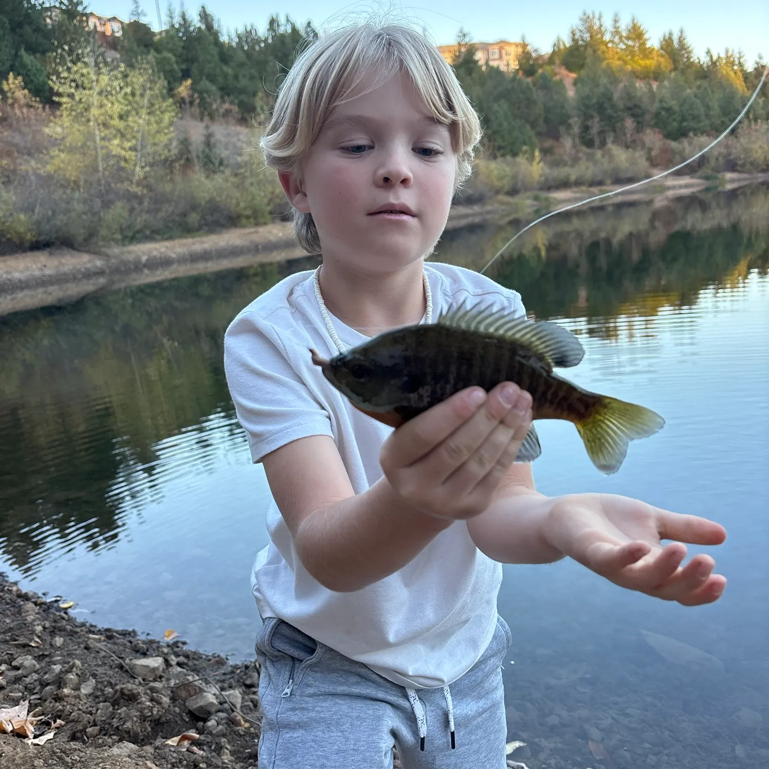Bluegill caught on Fishbrain