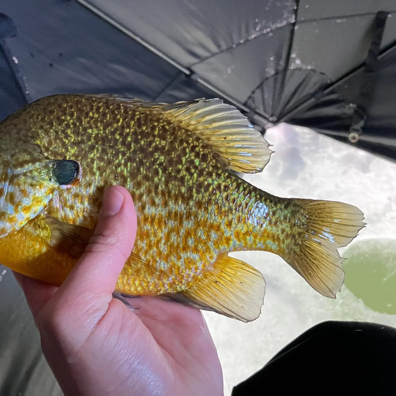 The most recent Pumpkingill hybrid catches on Fishbrain