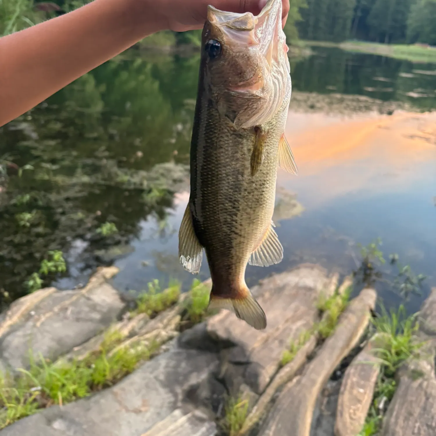 Largemouth bass caught on Fishbrain