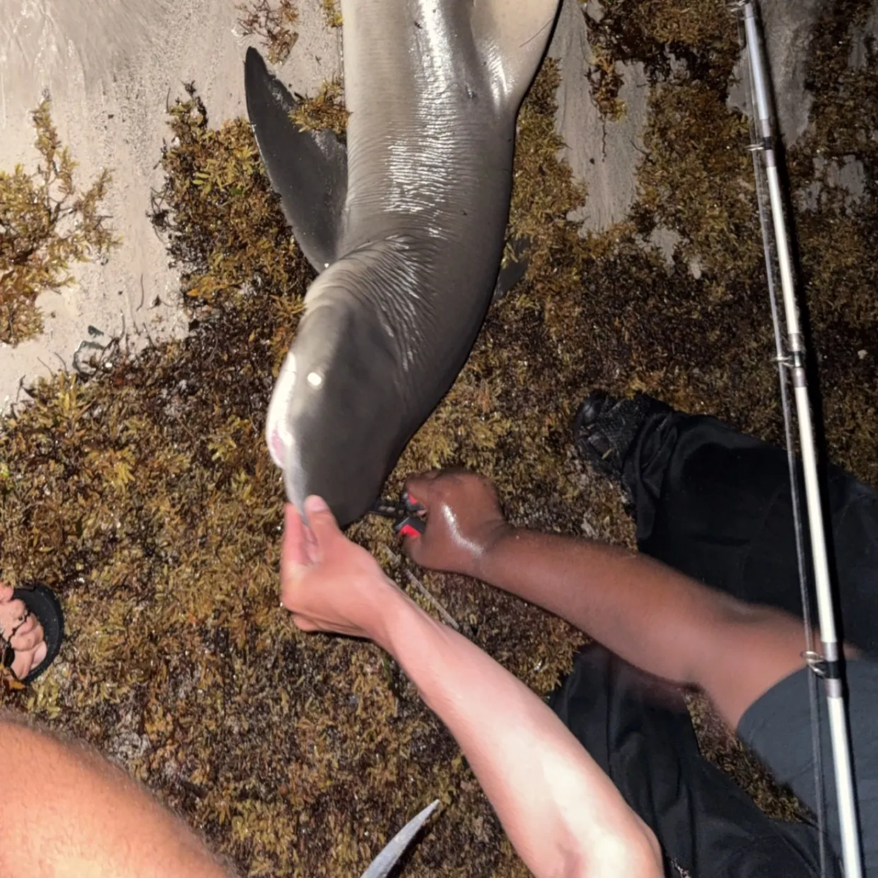 Lemon shark caught on Fishbrain
