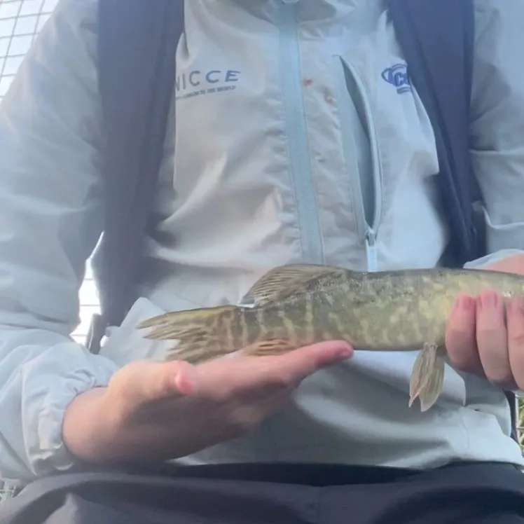Northern pike caught on Fishbrain