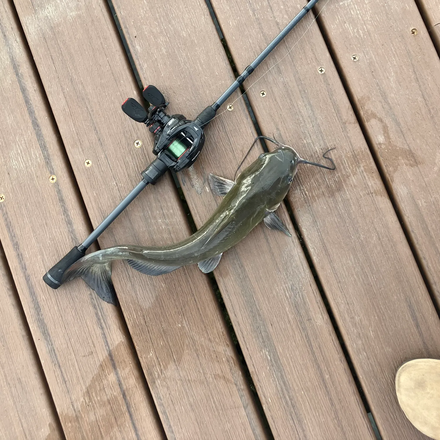 Channel catfish caught on Fishbrain