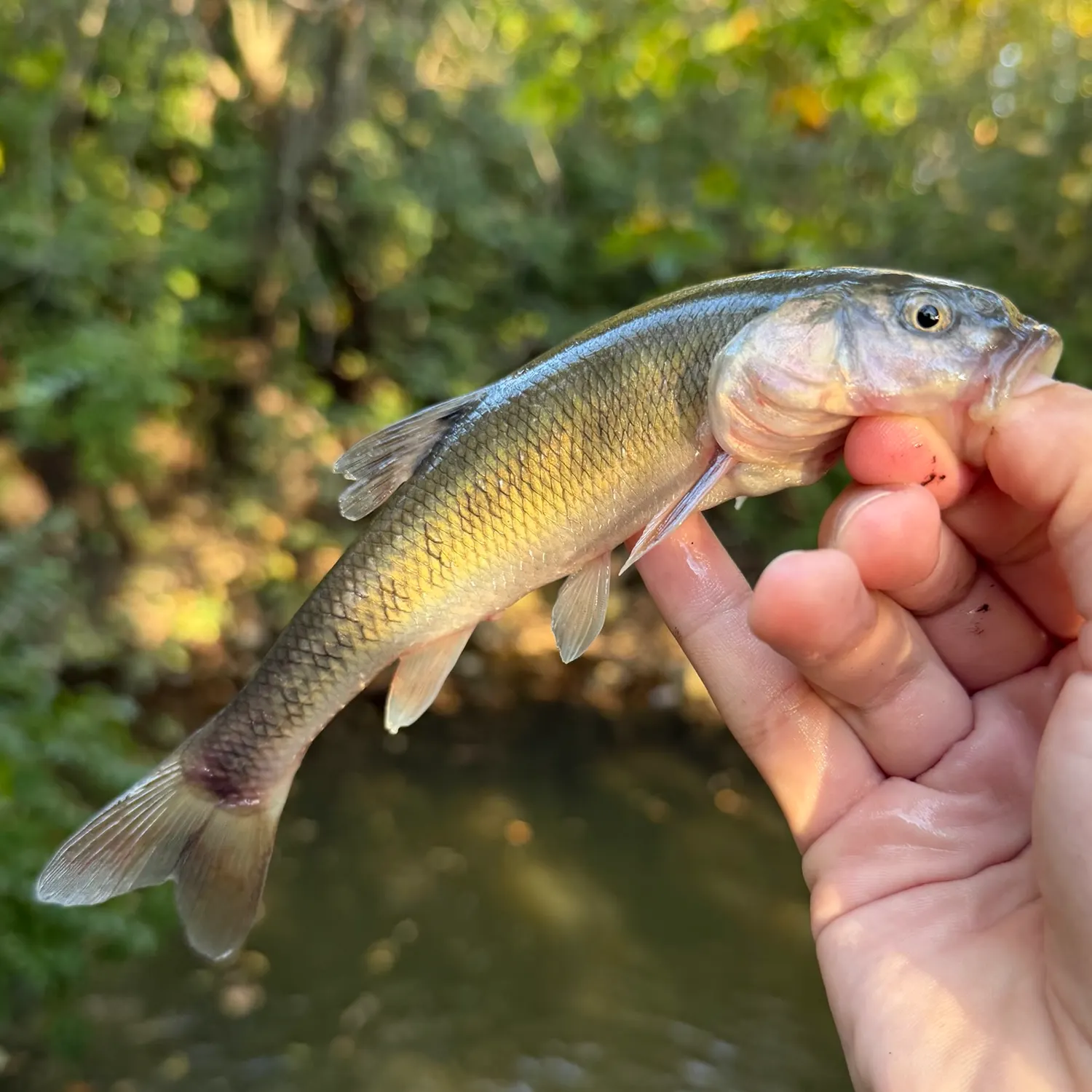 Creek chub caught on Fishbrain