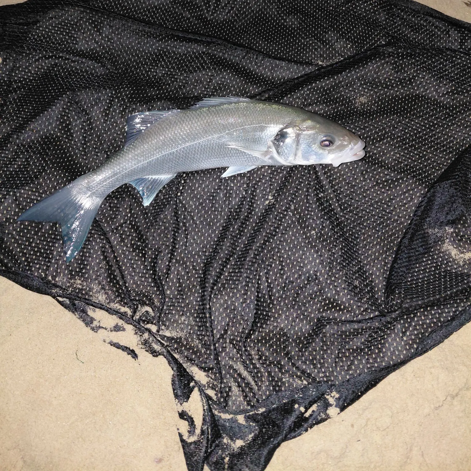 The most recent European seabass catches on Fishbrain