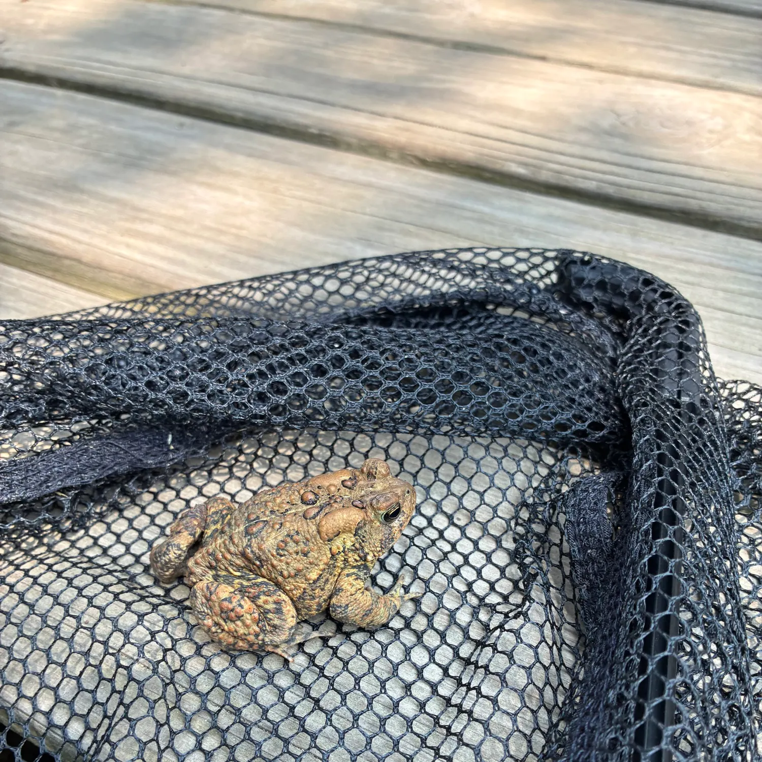 The most recent Plains leopard frog catches on Fishbrain