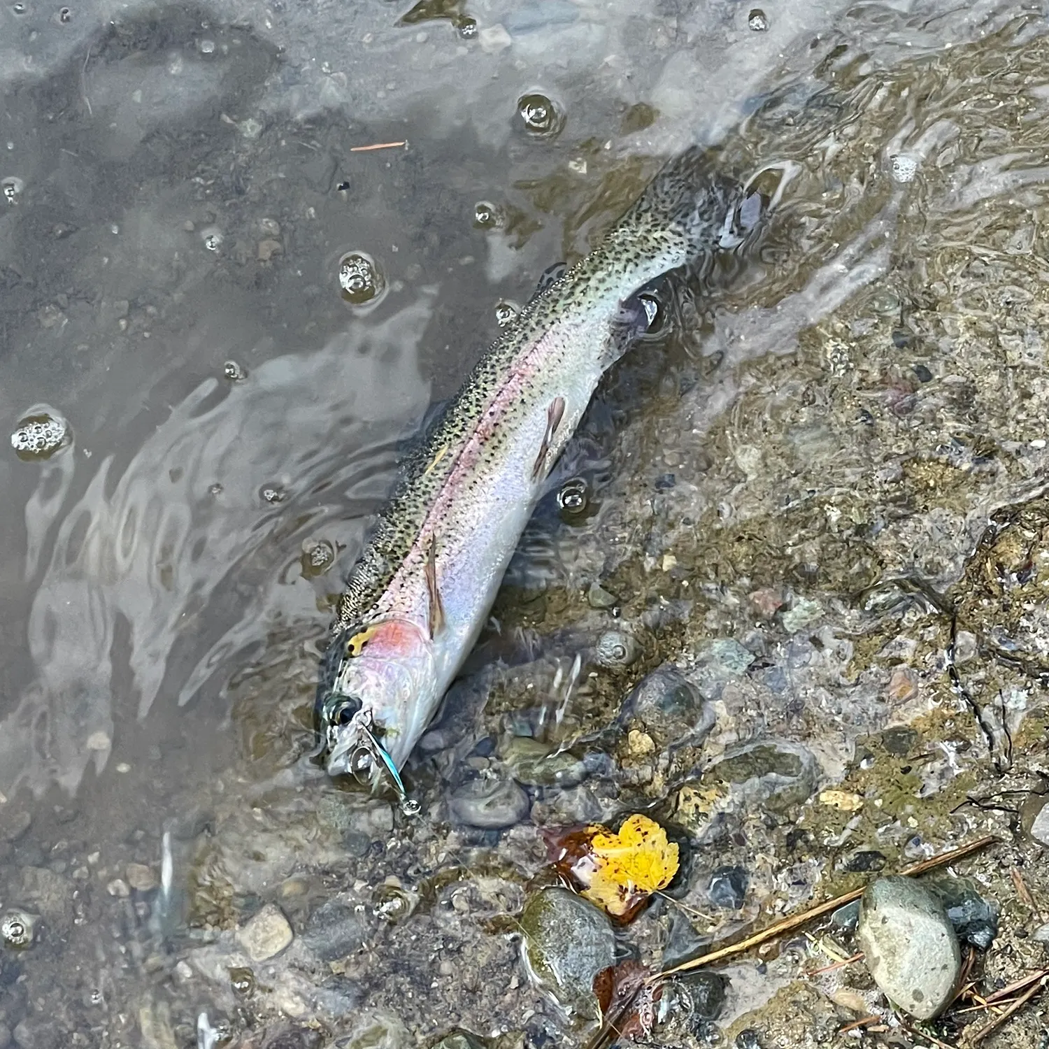 Rainbow trout caught on Fishbrain