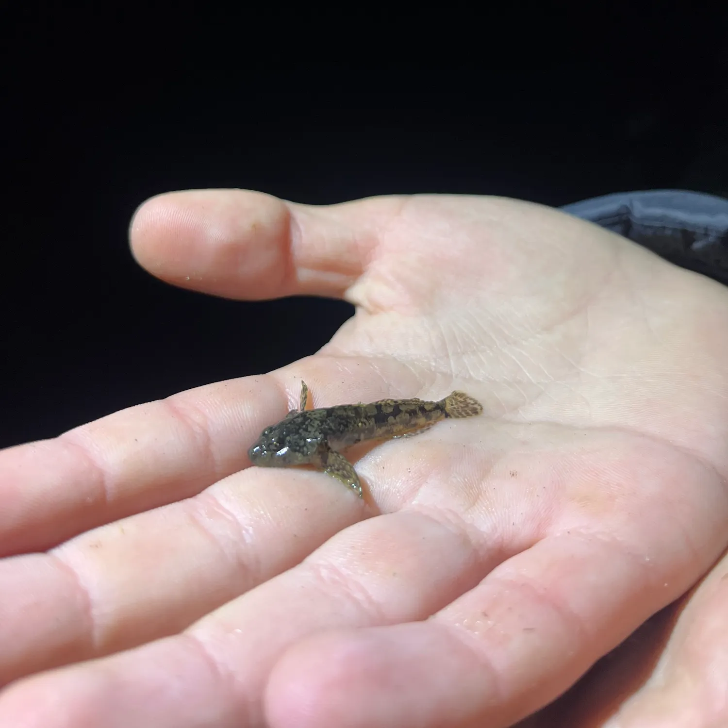 The most recent European bullhead catches on Fishbrain