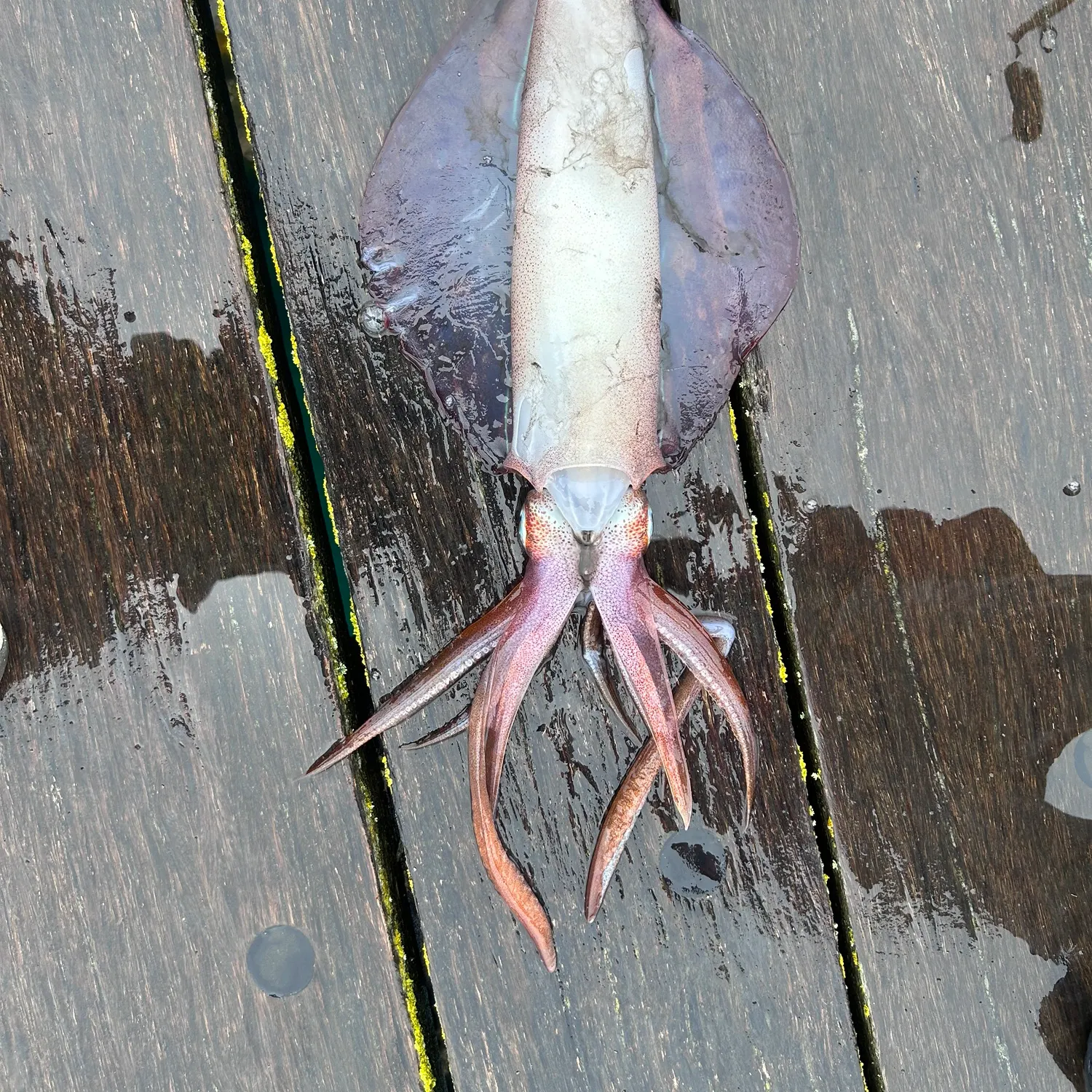 Southern calamari caught on Fishbrain